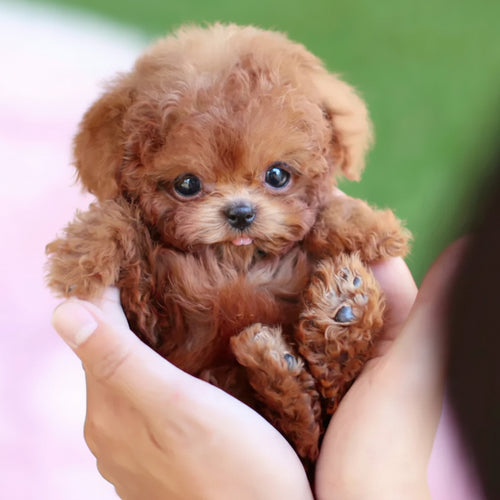 Perro robótico realista para niños Juguete interactivo Mascota que camina