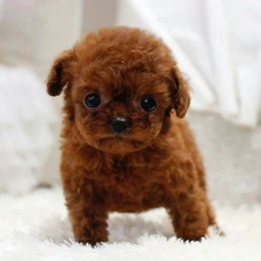 Realistic Robotic Dog Toy Interactive Plush Pet Companion - Image 1